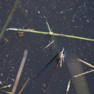 Hydrometra sp. (genus) at Michelago, NSW - 9 Dec 2017 05:31 PM