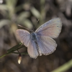 Zizina otis (Common Grass-Blue) at Michelago, NSW - 10 Dec 2017 by Illilanga