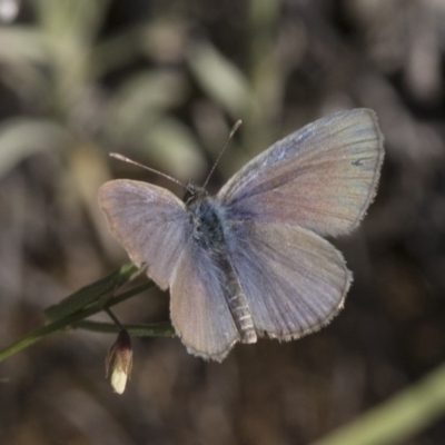 Zizina otis (Common Grass-Blue) at Michelago, NSW - 10 Dec 2017 by Illilanga