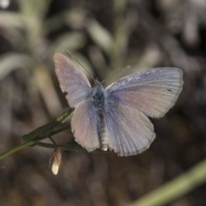 Zizina otis at Michelago, NSW - 10 Dec 2017 06:18 PM