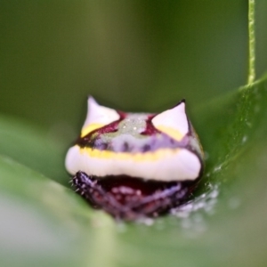 Poecilopachys australasia at Bega, NSW - 12 Dec 2017