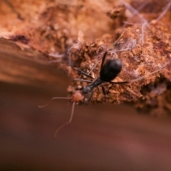 Leptomyrmex erythrocephalus (Spider ant) at Bega, NSW - 11 Jul 2017 by Nullica