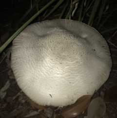 zz agaric (stem; gills white/cream) at Watson, ACT - 12 Dec 2017 by AaronClausen