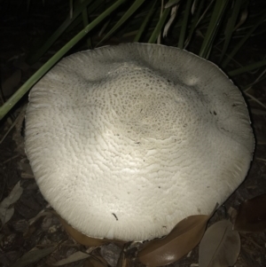 zz agaric (stem; gills white/cream) at Watson, ACT - 12 Dec 2017