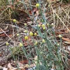 Calocephalus citreus (Lemon Beauty Heads) at Garran, ACT - 7 Jan 2016 by ruthkerruish