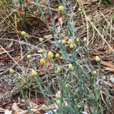 Calocephalus citreus (Lemon Beauty Heads) at Red Hill to Yarralumla Creek - 6 Jan 2016 by ruthkerruish