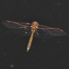 Hemicordulia tau (Tau Emerald) at Jerrabomberra Wetlands - 12 Dec 2017 by JohnBundock