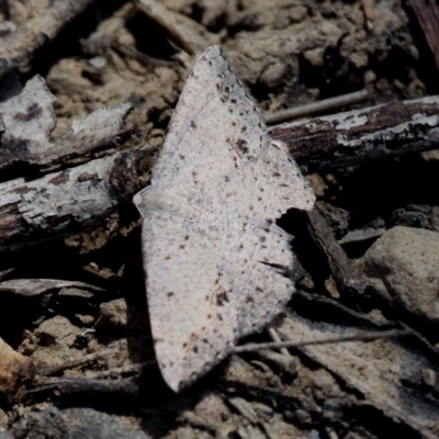Taxeotis intextata (Looper Moth, Grey Taxeotis) at Wallaroo, NSW - 9 Dec 2017 by HarveyPerkins