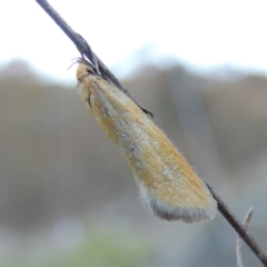 Telocharacta metachroa (A concealer moth) at Rob Roy Range - 28 Nov 2017 by michaelb