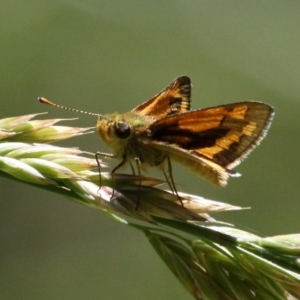 Ocybadistes walkeri at Hall, ACT - 9 Dec 2017 12:19 PM