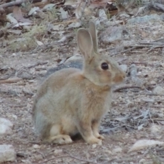 Oryctolagus cuniculus (European Rabbit) at Rob Roy Range - 28 Nov 2017 by michaelb