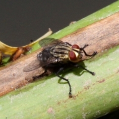 Sarcophagidae (family) (Unidentified flesh fly) at Hall, ACT - 9 Dec 2017 by HarveyPerkins
