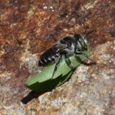Megachile (Eutricharaea) sp. (genus & subgenus) (Leaf-cutter Bee) at Casey, ACT - 9 Dec 2017 by HarveyPerkins