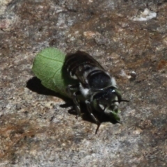 Megachile (Eutricharaea) sp. (genus & subgenus) at Casey, ACT - 9 Dec 2017