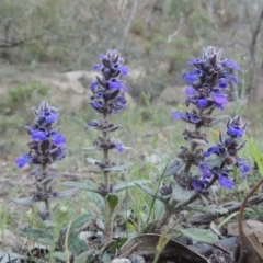 Ajuga australis (Austral Bugle) at Rob Roy Range - 28 Nov 2017 by michaelb