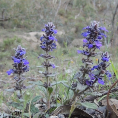 Ajuga australis (Austral Bugle) at Conder, ACT - 28 Nov 2017 by MichaelBedingfield