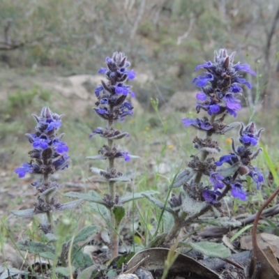 Ajuga australis (Austral Bugle) at Conder, ACT - 28 Nov 2017 by michaelb