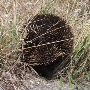 Tachyglossus aculeatus at Bonner, ACT - 9 Dec 2017