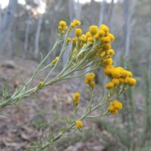 Chrysocephalum semipapposum at Conder, ACT - 28 Nov 2017