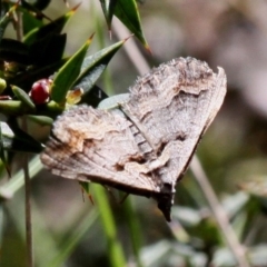 Melitulias oriadelpha (High-country Carpet) at Cotter River, ACT - 11 Dec 2017 by HarveyPerkins