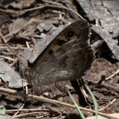 Geitoneura klugii (Marbled Xenica) at Namadgi National Park - 11 Dec 2017 by HarveyPerkins