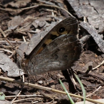 Geitoneura klugii (Marbled Xenica) at Cotter River, ACT - 11 Dec 2017 by HarveyPerkins