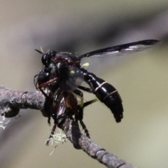 Daptolestes limbipennis (Robber fly) at Cotter River, ACT - 11 Dec 2017 by HarveyPerkins