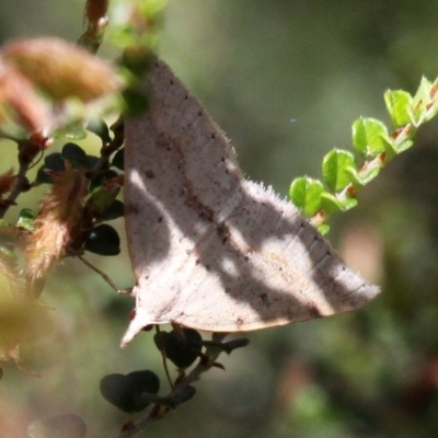 Taxeotis stereospila (Taxeotis stereospila) at Cotter River, ACT - 11 Dec 2017 by HarveyPerkins