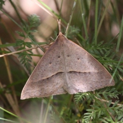 Epidesmia hypenaria (Long-nosed Epidesmia) at Cotter River, ACT - 11 Dec 2017 by HarveyPerkins