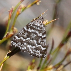 Dichromodes oriphoetes at Cotter River, ACT - 11 Dec 2017