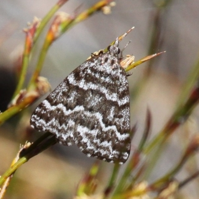 Dichromodes oriphoetes (Alpine heath moth) at Cotter River, ACT - 11 Dec 2017 by HarveyPerkins