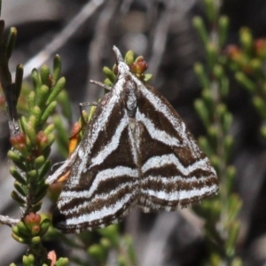 Dichromodes confluaria at Cotter River, ACT - 11 Dec 2017