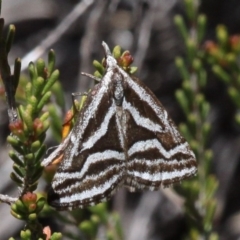 Dichromodes confluaria (Ceremonial Heath Moth) at Cotter River, ACT - 11 Dec 2017 by HarveyPerkins