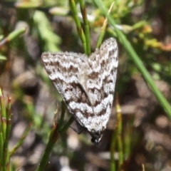 Dichromodes oriphoetes (Alpine heath moth) at Cotter River, ACT - 11 Dec 2017 by HarveyPerkins