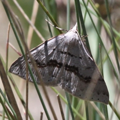 Nearcha curtaria (Nearcha curtaria) at Cotter River, ACT - 11 Dec 2017 by HarveyPerkins