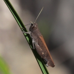 Goniaea opomaloides (Mimetic Gumleaf Grasshopper) at Namadgi National Park - 11 Dec 2017 by HarveyPerkins