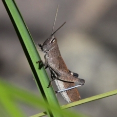 Goniaea opomaloides at Cotter River, ACT - 11 Dec 2017 04:22 PM