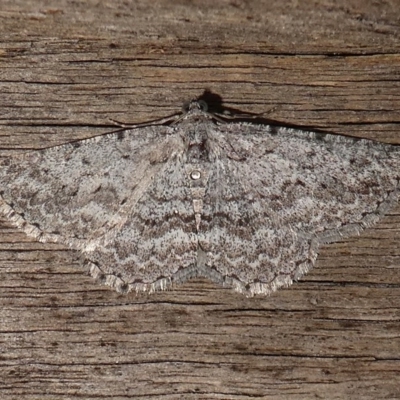 Psilosticha absorpta (Fine-waved Bark Moth) at Kambah, ACT - 8 Dec 2017 by HarveyPerkins