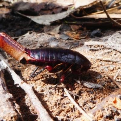 Melanozosteria sp. (genus) (A native cockroach) at Namadgi National Park - 10 Dec 2017 by HarveyPerkins