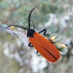 Porrostoma sp. (genus) (Lycid, Net-winged beetle) at Booth, ACT - 10 Dec 2017 by HarveyPerkins