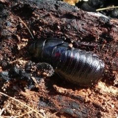 Panesthia australis (Common wood cockroach) at Booth, ACT - 10 Dec 2017 by HarveyPerkins