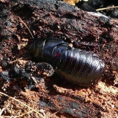 Panesthia australis (Common wood cockroach) at Booth, ACT - 10 Dec 2017 by HarveyPerkins