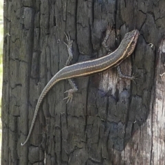 Pseudemoia spenceri (Spencer's Skink) at Namadgi National Park - 10 Dec 2017 by HarveyPerkins