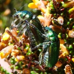 Diphucephala elegans (Green scarab beetle) at Cotter River, ACT - 11 Dec 2017 by HarveyPerkins