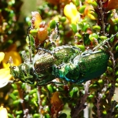 Diphucephala elegans at Cotter River, ACT - 11 Dec 2017 11:47 AM