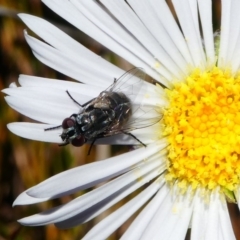 Musca vetustissima (Bush Fly) at Cotter River, ACT - 11 Dec 2017 by HarveyPerkins