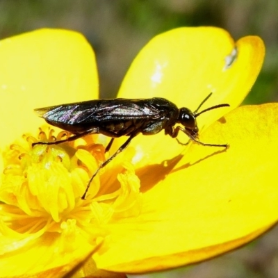 Pergidae sp. (family) (Unidentified Sawfly) at Namadgi National Park - 11 Dec 2017 by HarveyPerkins