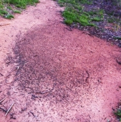 Iridomyrmex purpureus (Meat Ant) at Hughes Garran Woodland - 10 Dec 2017 by ruthkerruish