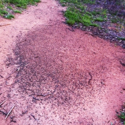 Iridomyrmex purpureus (Meat Ant) at Hughes Garran Woodland - 10 Dec 2017 by ruthkerruish