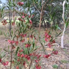 Dodonaea viscosa (Hop Bush) at Deakin, ACT - 12 Nov 2017 by KL